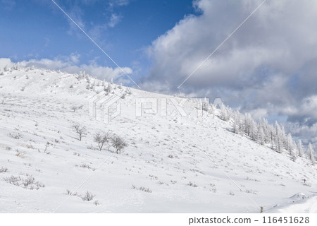 Snow scenery along the coast of Utsukushigahara Park (Prefectural Route 62) Snow scenery along the coast of Utsukushigahara Park (Prefectural Route 62) 116451628