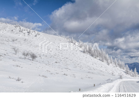 Snow scenery along the coast of Utsukushigahara Park (Prefectural Route 62) Snow scenery along the coast of Utsukushigahara Park (Prefectural Route 62) 116451629