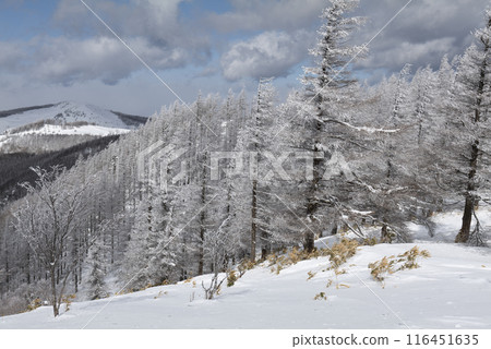 Snow scenery along the coast of Utsukushigahara Park (Prefectural Route 62) Snow scenery along the coast of Utsukushigahara Park (Prefectural Route 62) 116451635