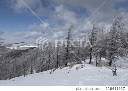 Snow scenery along the coast of Utsukushigahara Park (Prefectural Route 62) 116451637