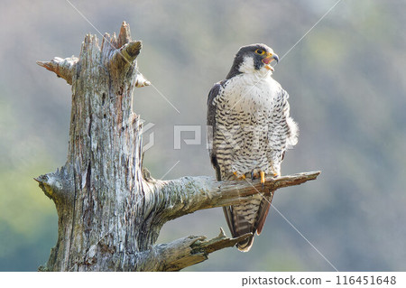 一隻遊隼將翅膀停在樹枝上 116451648