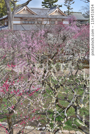 Umezono Plum Garden and Bundo Hall Umezono Plum Garden and Bundo Hall 116451654