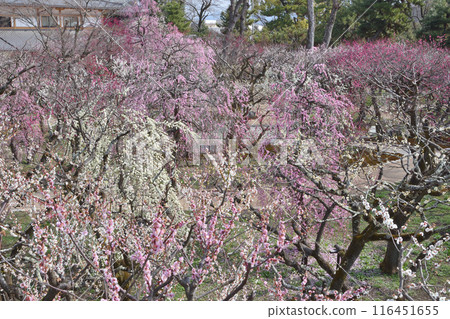 Umezono Plum Garden and Bundo Hall Umezono Plum Garden and Bundo Hall 116451655