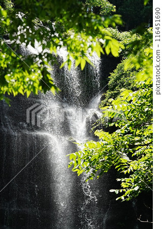 A powerful waterfall visible beyond the fresh greenery A powerful waterfall visible beyond the fresh greenery 116451690
