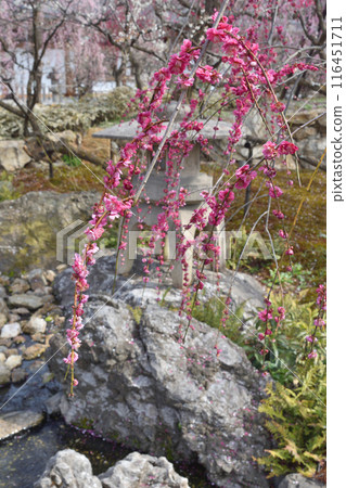 Plum plum Plum plum 116451711