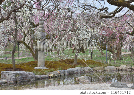 Plum plum Plum plum 116451712