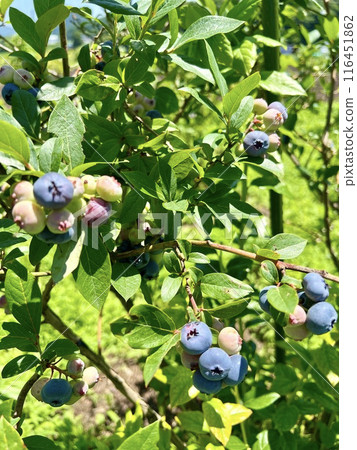 Blueberry field 116451862