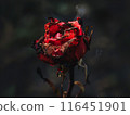 The red rose withered, burning 116451901