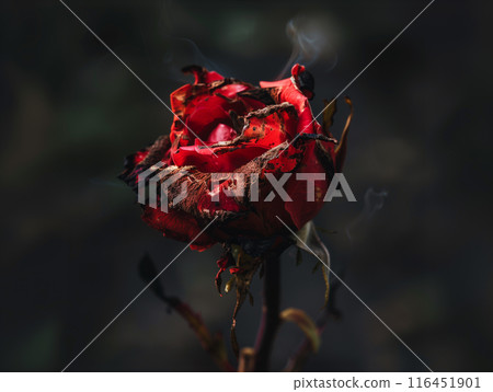 The red rose withered, burning The red rose withered, burning 116451901