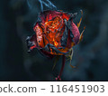 The red rose withered, burning 116451903