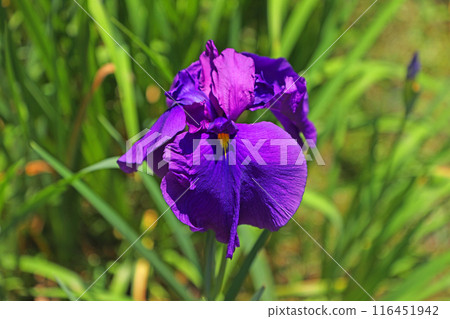Meigetsuin的虹膜 Meigetsuin的虹膜 116451942