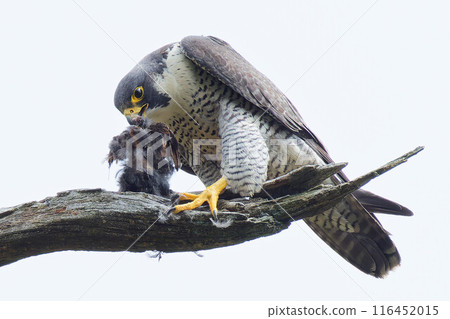 Peregrine Falcon eating on dead tree 116452015