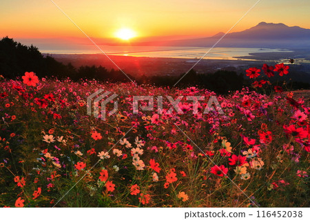 [Nagasaki Prefecture] Cosmos in full bloom on the Shirakimine Plateau and Mount Unzen illuminated by the morning sun 116452038