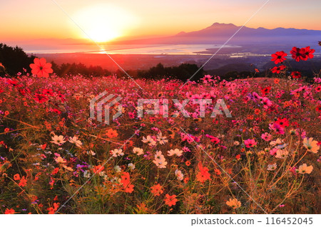 [Nagasaki Prefecture] Cosmos in full bloom on the Shirakimine Plateau and Mount Unzen illuminated by the morning sun 116452045