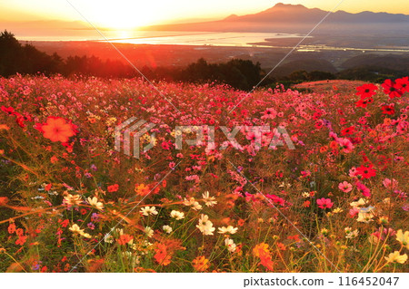 [Nagasaki Prefecture] Cosmos in full bloom on the Shirakimine Plateau and Mount Unzen illuminated by the morning sun 116452047