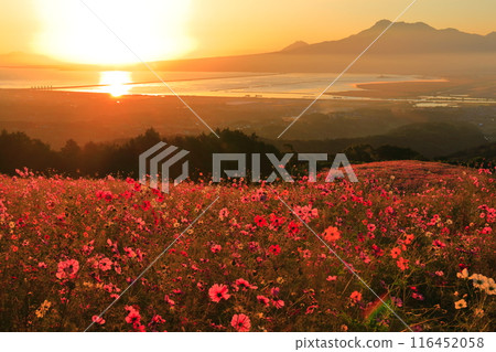 [Nagasaki Prefecture] Cosmos in full bloom on the Shirakimine Plateau and Mount Unzen illuminated by the morning sun 116452058