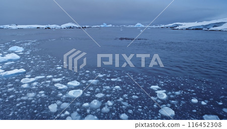 Aerial view penguins colony swimming cold polar blue ocean. Explore wildlife sea birds behavior in Antarctica. Untouched wilderness of South Pole. Nature conservation. Drone flight dramatic scene Aerial view penguins colony swimming cold polar blue ocean. Explore wildlife sea birds behavior in Antarctica. Untouched wilderness of South Pole. Nature conservation. Drone flight dramatic scene 116452308