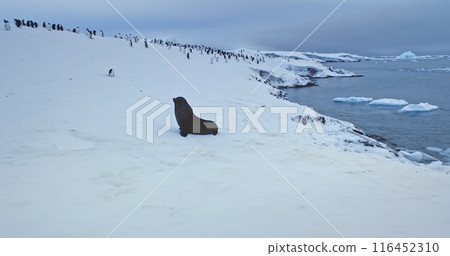 Wildlife in Antarctica, seal and Gentoo penguins colony relax on snow covered ocean coast in Antarctica. Untouched wilderness of South Pole wild animals behavior. Nature conservation, travel, explore Wildlife in Antarctica, seal and Gentoo penguins colony relax on snow covered ocean coast in Antarctica. Untouched wilderness of South Pole wild animals behavior. Nature conservation, travel, explore 116452310