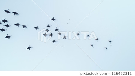 Aerial top down group of Gentoo penguins walking Antarctic snowy hill. Sea birds colony migration. Wildlife animal behavior in Antarctica. Travel, discover the beauty of South Pole. Drone pov shot 116452311