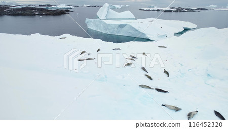 Seals sleeping on snow covered ice floe in Antarctica. Big weddell seal colony lying on iceberg. Sea leopard animals in polar ocean landscape. Travel, explore wildlife habitat. Aerial drone shot Seals sleeping on snow covered ice floe in Antarctica. Big weddell seal colony lying on iceberg. Sea leopard animals in polar ocean landscape. Travel, explore wildlife habitat. Aerial drone shot 116452320