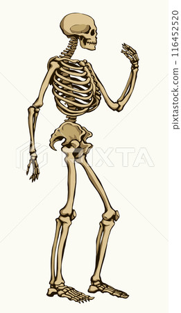 Human skeleton. Vector schematic drawing Human skeleton. Vector schematic drawing 116452520