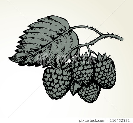 Raspberries on branch. Vector illustration Raspberries on branch. Vector illustration 116452521