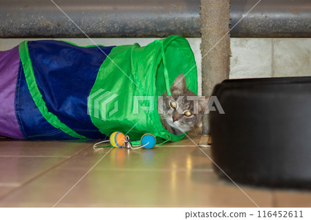 A cat is having a great time playing in a colorful cat tunnel A cat is having a great time playing in a colorful cat tunnel 116452611