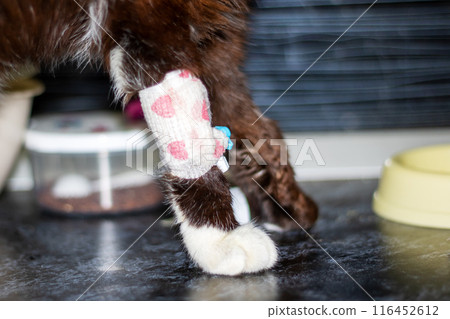 Closeup of a cats paw with a bandage, showcasing whiskers and tail details 116452612