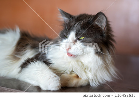 A Felidae cat with black and white fur rests comfortably on a table A Felidae cat with black and white fur rests comfortably on a table 116452635