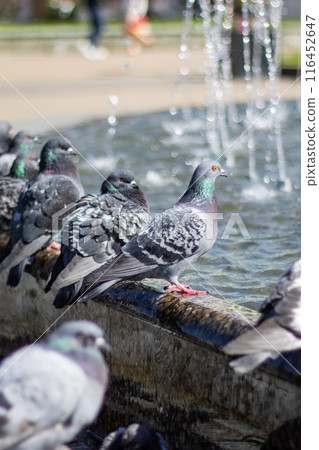City birds leisurely drink water from fountain with beaks and wings spread City birds leisurely drink water from fountain with beaks and wings spread 116452647