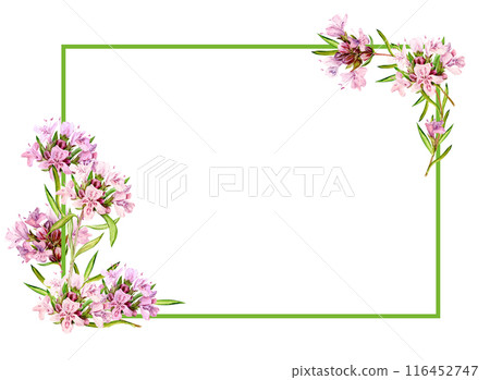 Watercolor drawing of broadleaf thyme isolated on white background. Blooming flowers are collected in a frame. Fragrant kitchen herbs for herbal tea. Mediterranean cuisine ingredients 116452747