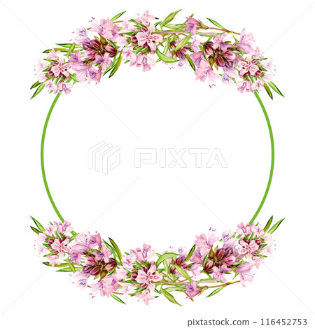Watercolor drawing of broadleaf thyme isolated on white background. Blooming flowers are collected in a round frame. Fragrant kitchen herbs for herbal tea. Mediterranean cuisine ingredients 116452753