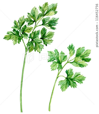Parsley watercolor drawing isolated on white background. Botanical hand drawn illustration. Fragrant kitchen herbs, spices for mediterranean cuisine. 116452756