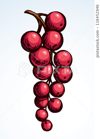 Currants on branch. Vector drawing 116452846