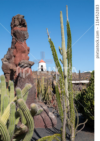 Cactus Garden and a windmill, Lanzarote, Spain Cactus Garden and a windmill, Lanzarote, Spain 116452883