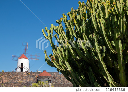 Cactus Garden and a windmill, Lanzarote, Spain 116452886