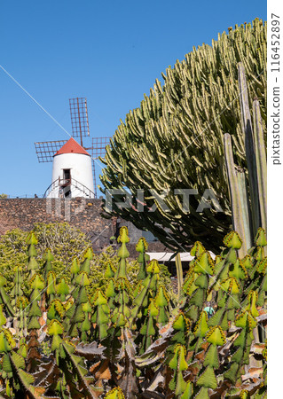 Cactus Garden and a windmill, Lanzarote, Spain Cactus Garden and a windmill, Lanzarote, Spain 116452897