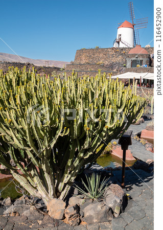 Cactus Garden and a windmill, Lanzarote, Spain 116452900