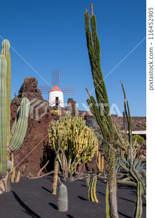 Cactus Garden and a windmill, Lanzarote, Spain 116452905
