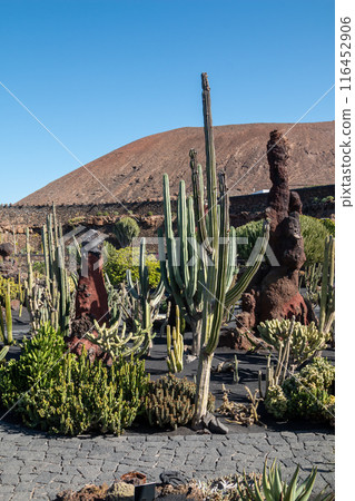 Cactus in the Cactus Garden, Lanzarote, Spain Cactus in the Cactus Garden, Lanzarote, Spain 116452906