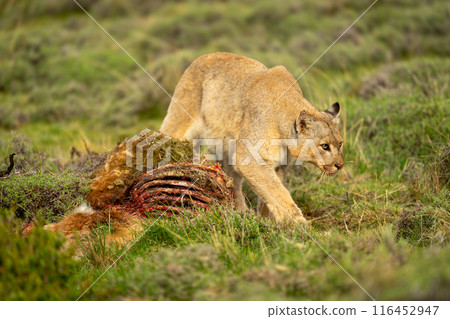 Puma with catchlight walks past guanaco carcase Puma with catchlight walks past guanaco carcase 116452947