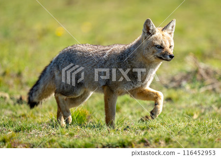 South American gray fox crosses sunlit field 116452953