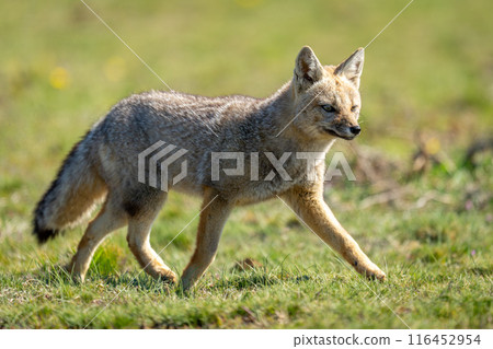 South American gray fox crosses sunlit plain 116452954