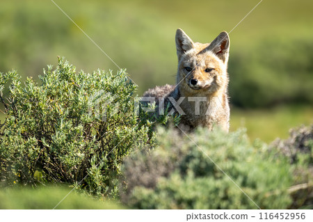 South American gray fox looks over bushes 116452956