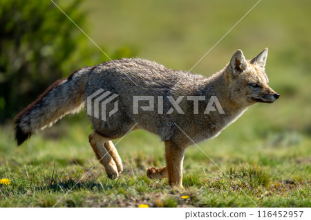 South American gray fox running across field South American gray fox running across field 116452957