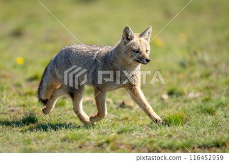 South American gray fox running in grass 116452959