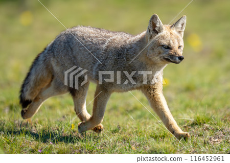 South American gray fox running over grass South American gray fox running over grass 116452961