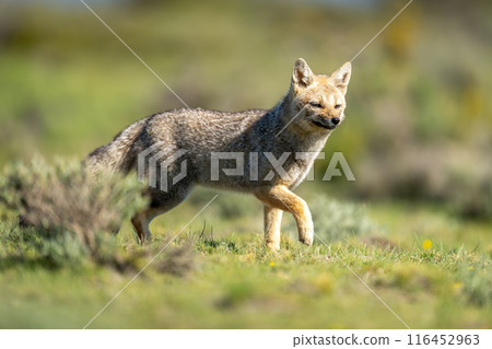 South American gray fox running past bush South American gray fox running past bush 116452963