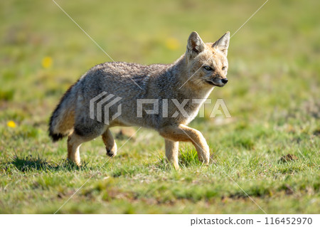 South American gray fox runs in grass 116452970