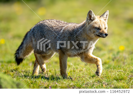 South American gray fox runs over grass 116452972